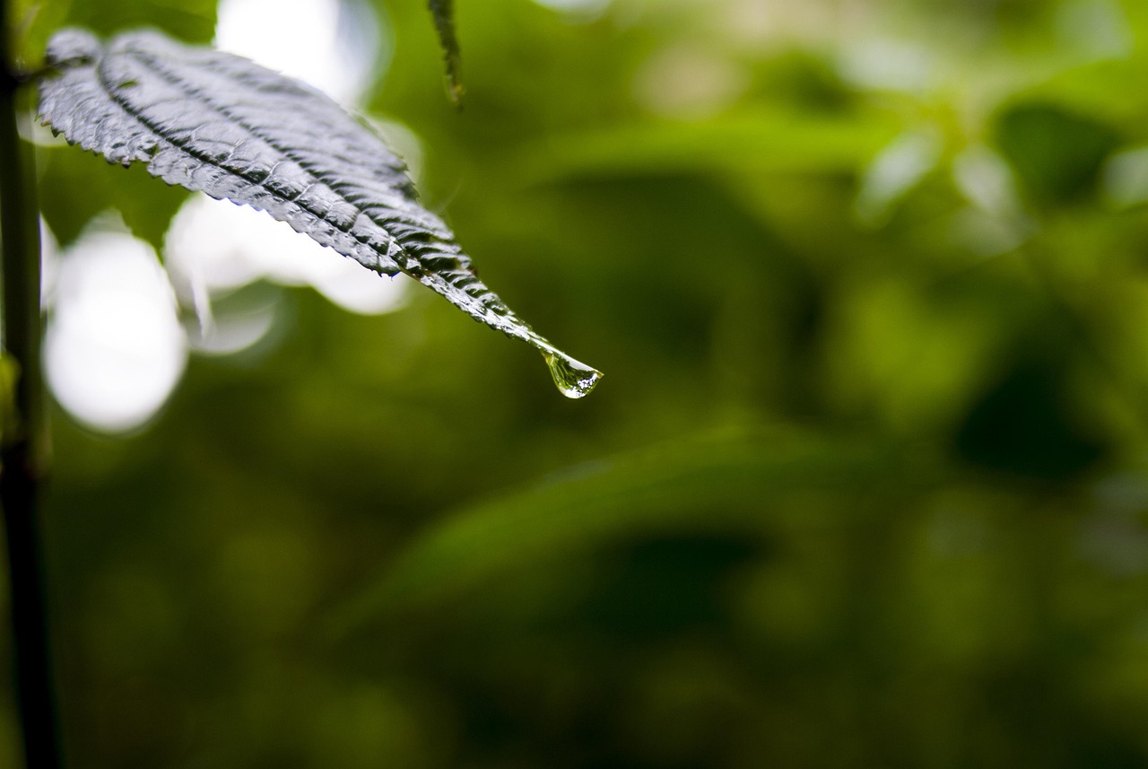 植物学报，探索绿色生命的奥秘与奇迹