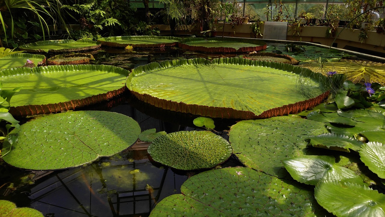 植物学通报的发展与影响综述